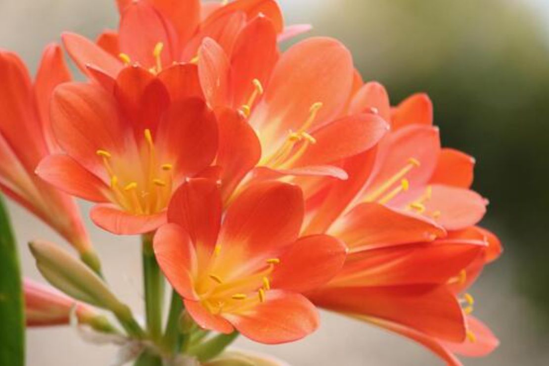 癒しのパワーがある 花 花選びに使える 誕生花 と 幸せの花言葉 366日 3月11日 日編 あなた や あなたの大切な人 の生まれた日 は どんな花 性格 ですか