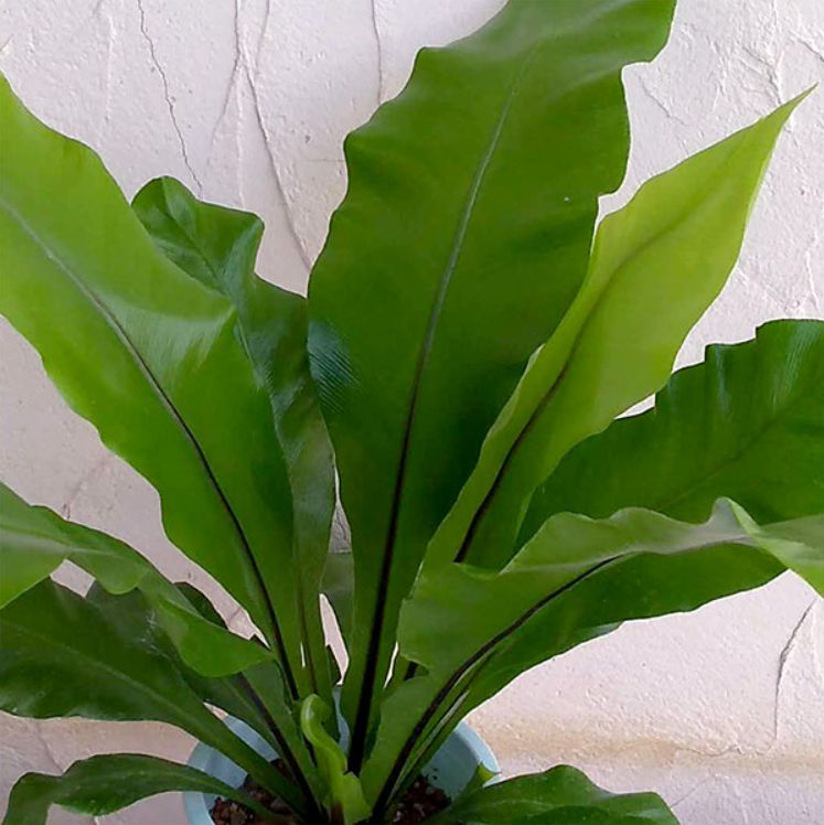 空間に緑を 心身の健康を向上 お部屋にひとつあるだけで癒しを与えてくれる 観葉植物 ４選 アスプレニウム コルディリネ トラデスカンティア ホヤ